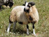 photo of listed lamb
