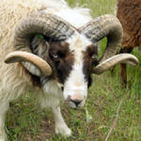 photo of listed ram