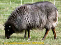 photo of listed ewe