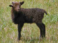 photo of listed lamb