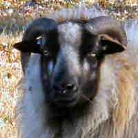 photo of listed ewe