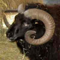 photo of listed ram