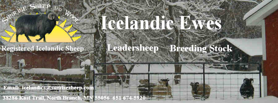 Breeding Ewes For Sale Header